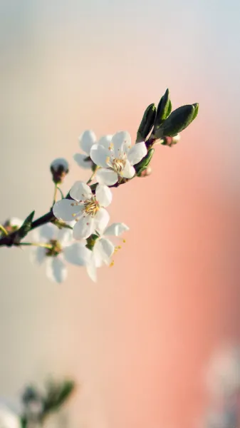  عکس گل بهاری برای پروفایل