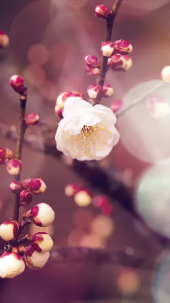  عکس گل بهاری برای پروفایل