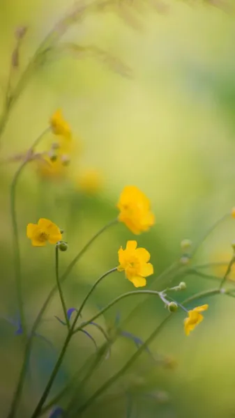  عکس گل بهاری برای پروفایل