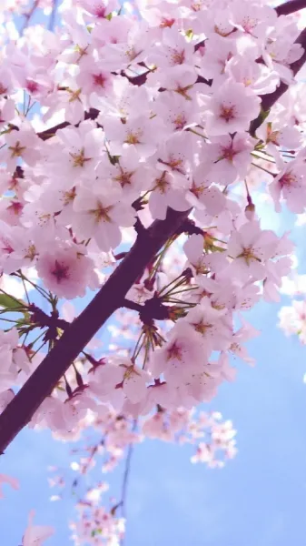  عکس گل بهاری برای پروفایل