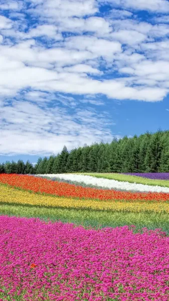  عکس گل بهاری برای پروفایل