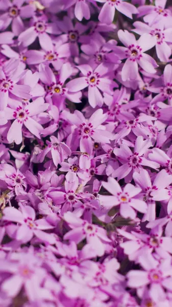  عکس گل بهاری برای پروفایل