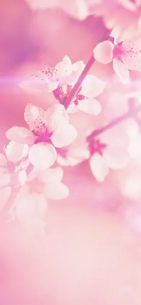  عکس گل بهاری برای پروفایل