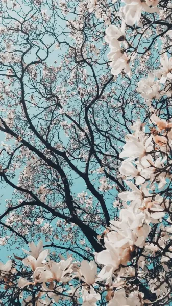  عکس گل بهاری برای پروفایل