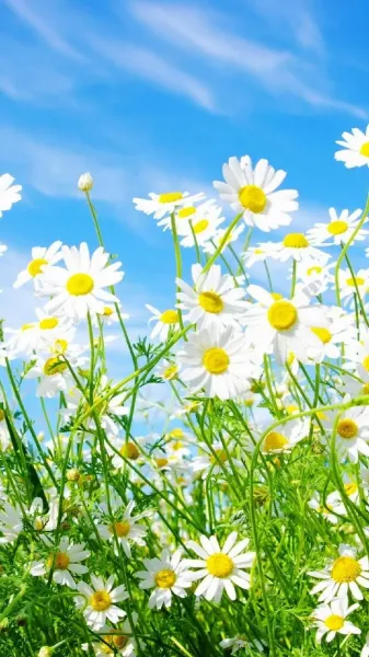  عکس گل بهاری برای پروفایل