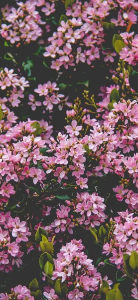  عکس گل بهاری برای پروفایل