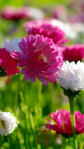 عکس گل برای تصویر زمینه گوشی شیائومی