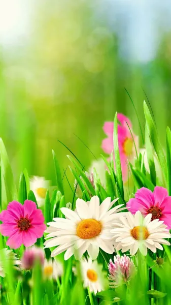  عکس گل برای تصویر زمینه گوشی شیائومی