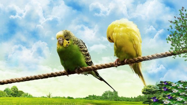  عکس پرندگان جفت زیبا