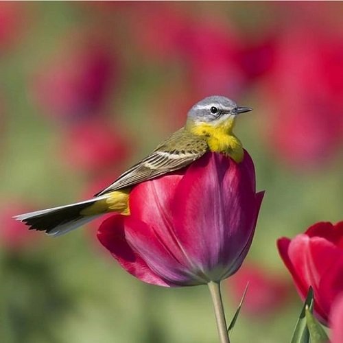 عکس پرنده زیبا برای پروفایل
