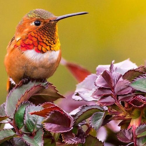  عکس پرنده زیبا برای پروفایل