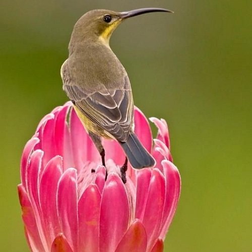  عکس پرنده زیبا برای پروفایل