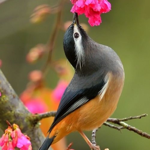  عکس پرنده زیبا برای پروفایل