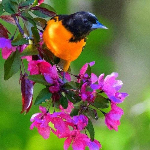  عکس پرنده زیبا برای پروفایل
