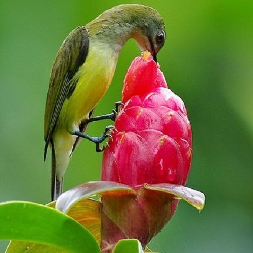  عکس پرنده زیبا برای پروفایل