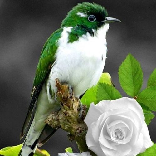  عکس پرنده زیبا برای پروفایل