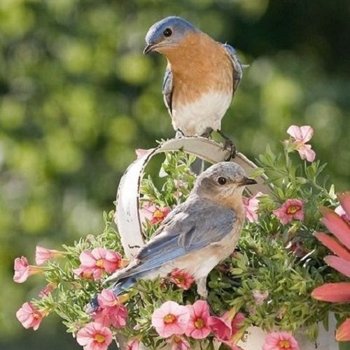  عکس پرنده زیبا برای پروفایل