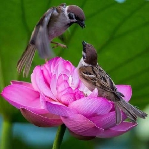  عکس پرنده زیبا برای پروفایل