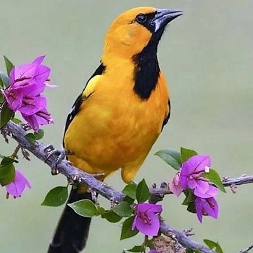  عکس پرنده زیبا برای پروفایل