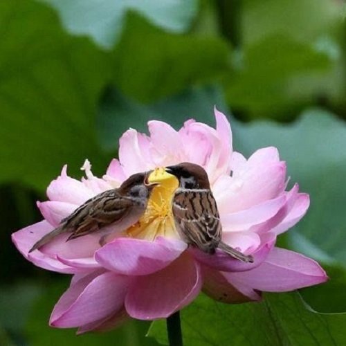  عکس پرنده زیبا برای پروفایل