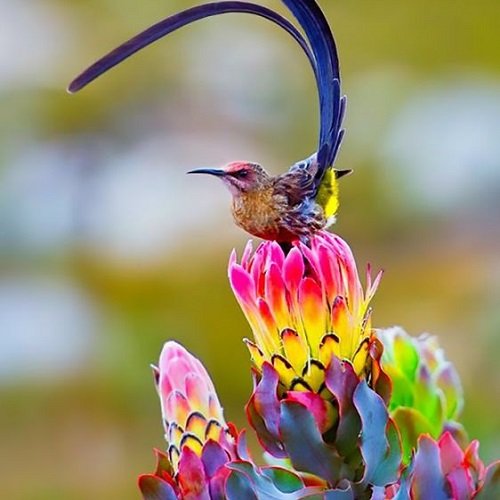  عکس پرنده زیبا برای پروفایل