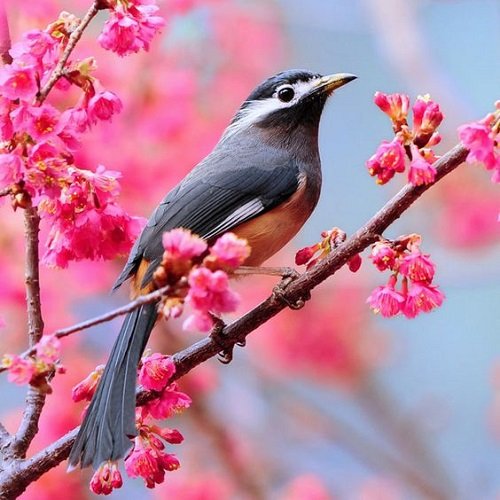  عکس پرنده زیبا برای پروفایل