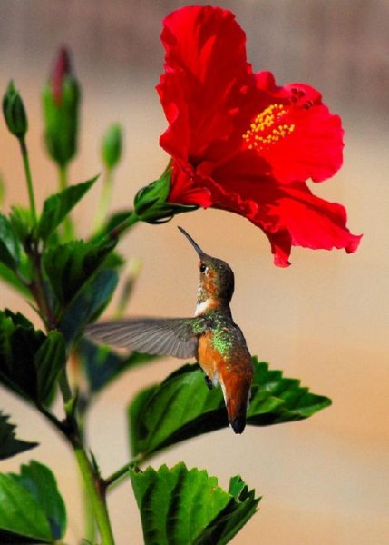  عکس پرنده زیبا برای پروفایل
