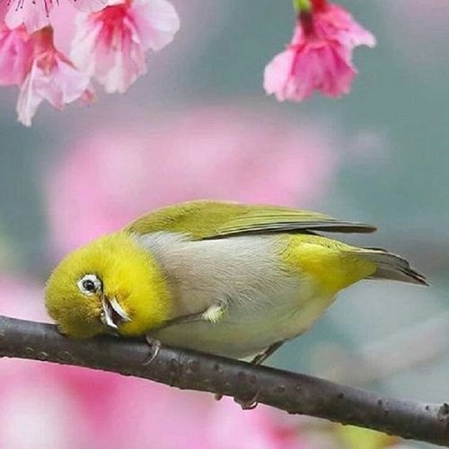  عکس پرنده زیبا برای پروفایل