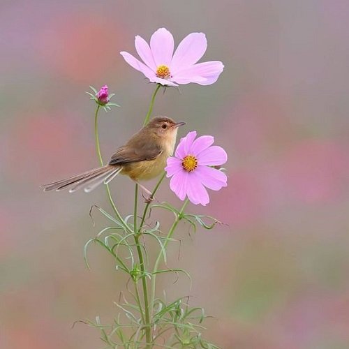  عکس پرنده زیبا برای پروفایل