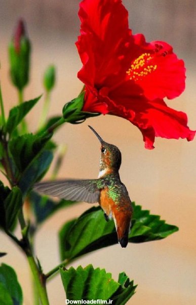  عکس پرنده تنها و غمگین