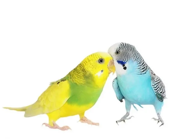  عکس مرغ عشق رنگارنگ
