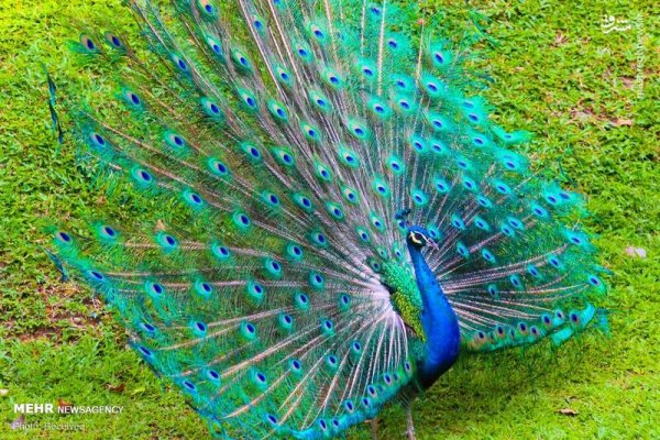  عکس پرندگان زیبا با کیفیت بالا