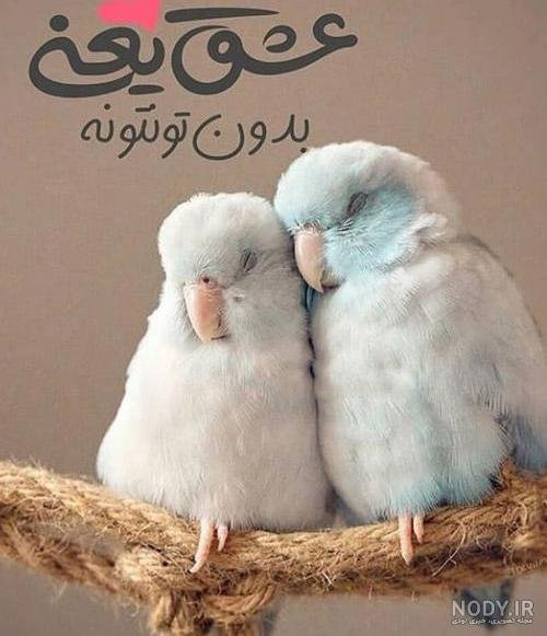  عکس پروفایل پرنده های عاشق