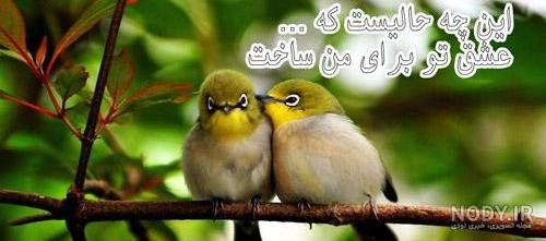  عکس پروفایل پرنده های عاشق
