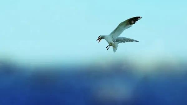  عکس پرنده در آسمان