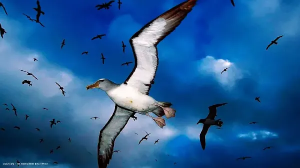  عکس پرنده در آسمان