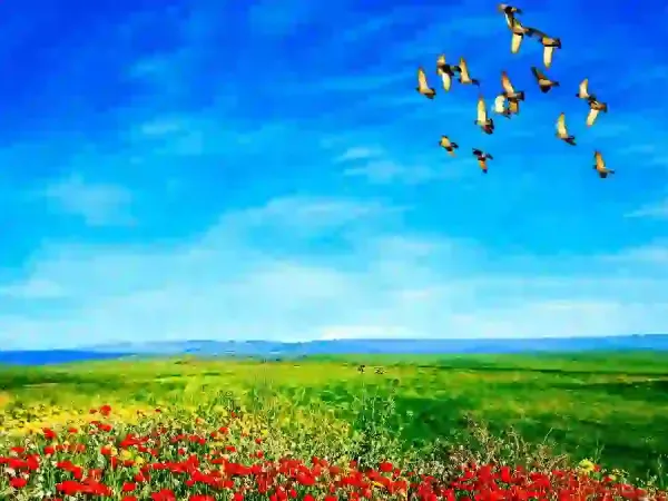  عکس پرنده در آسمان