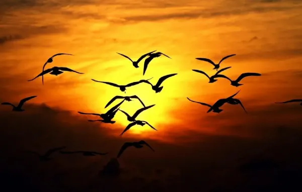  عکس پرنده در آسمان