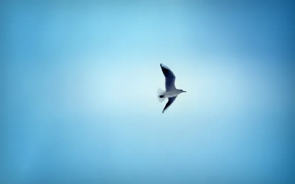  عکس پرنده در آسمان