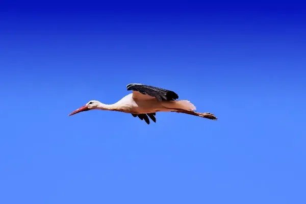  عکس پرنده در آسمان
