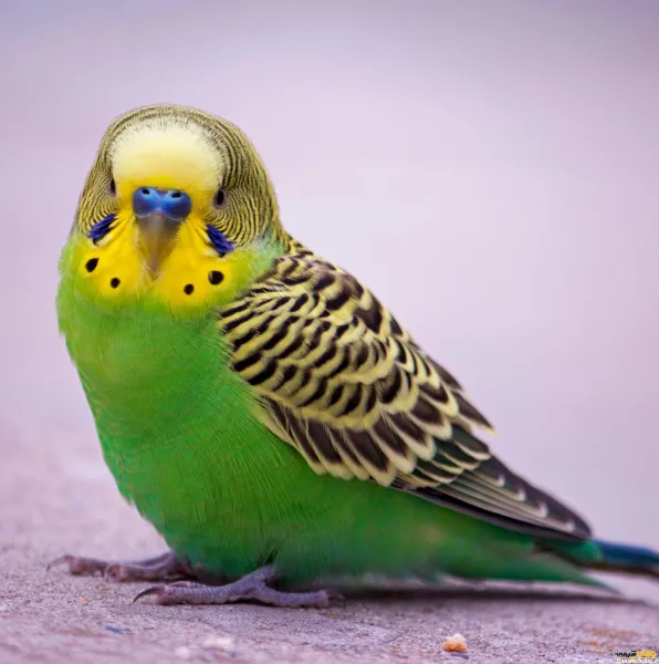  عکس پرنده غمگین در قفس
