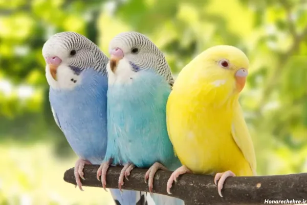  عکس پرنده غمگین در قفس