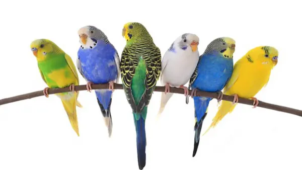  عکس پرنده غمگین در قفس