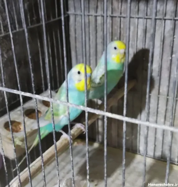  عکس پرنده غمگین در قفس