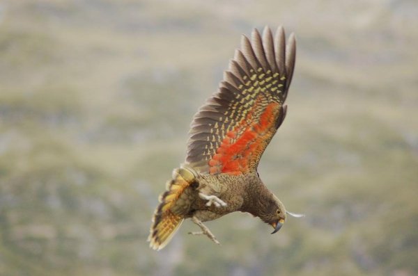  عکس پرنده زیبا در حال پرواز