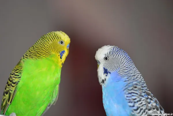  عکس پرنده در قفس برای پروفایل