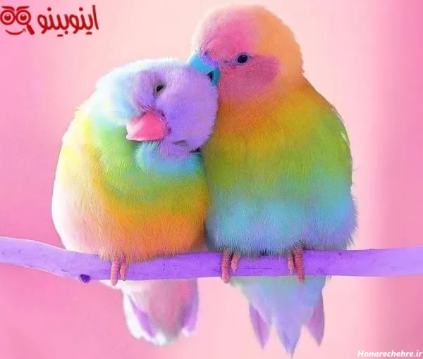  عکس پرنده در قفس برای پروفایل