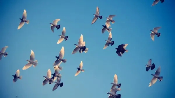  عکس پرواز پرنده در غروب