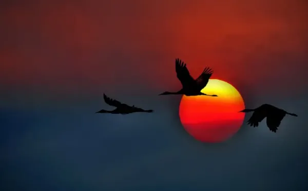  عکس پرواز پرنده در غروب