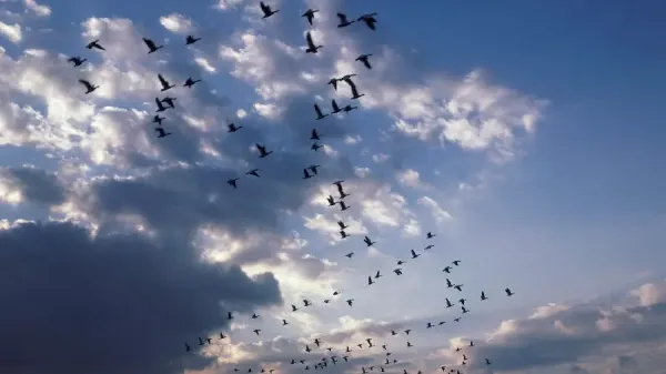  عکس پرواز پرنده در غروب
